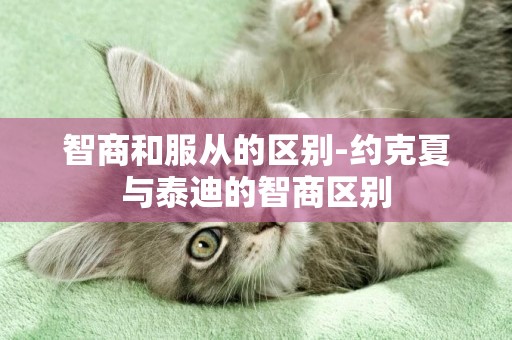 智商和服從的區別-約克夏與泰迪的智商區別