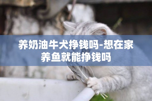 養奶油牛犬掙錢嗎-想在家養魚就能掙錢嗎