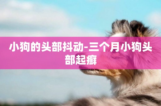 小狗的頭部抖動-三個月小狗頭部起癬