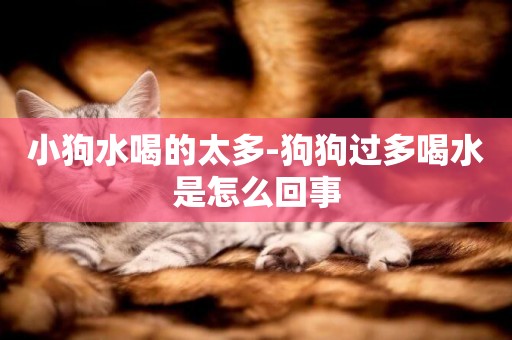 小狗水喝的太多-狗狗過多喝水是怎么回事