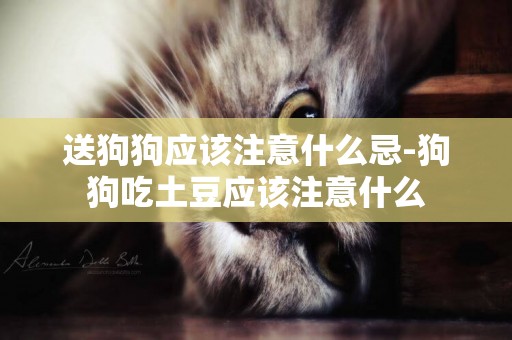 送狗狗應該注意什么忌-狗狗吃土豆應該注意什么