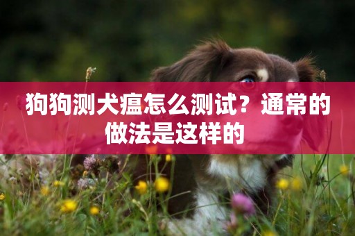 狗狗測犬瘟怎么測試？通常的做法是這樣的 