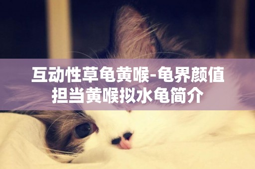 互動性草龜黃喉-龜界顏值擔當黃喉擬水龜簡介