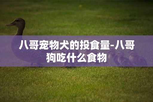 八哥寵物犬的投食量-八哥狗吃什么食物
