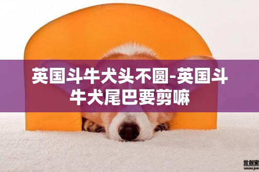 英國斗牛犬頭不圓-英國斗牛犬尾巴要剪嘛