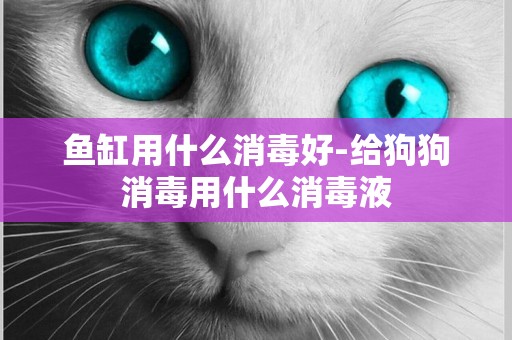魚缸用什么消毒好-給狗狗消毒用什么消毒液