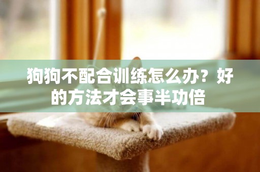狗狗不配合訓練怎么辦？好的方法才會事半功倍 