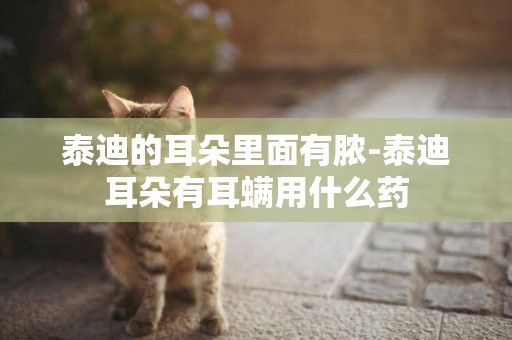 泰迪的耳朵里面有膿-泰迪耳朵有耳螨用什么藥