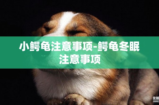 小鱷龜注意事項-鱷龜冬眠注意事項