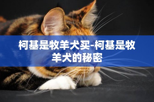 柯基是牧羊犬買-柯基是牧羊犬的秘密