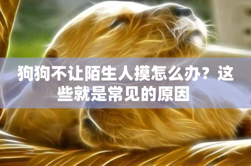 狗狗不讓陌生人摸怎么辦？這些就是常見的原因 