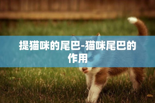 提貓咪的尾巴-貓咪尾巴的作用