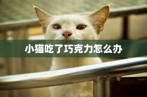 小貓吃了巧克力怎么辦