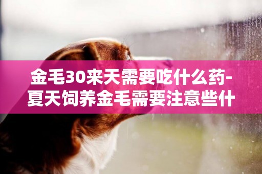 金毛30來天需要吃什么藥-夏天飼養金毛需要注意些什么