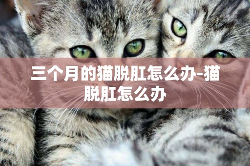 三個月的貓脫肛怎么辦-貓脫肛怎么辦