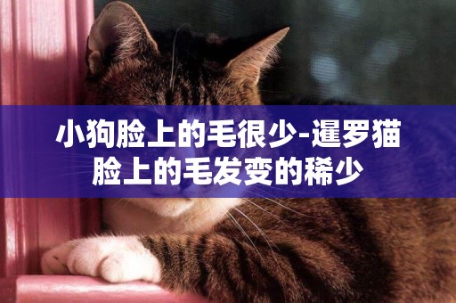 小狗臉上的毛很少-暹羅貓臉上的毛發變的稀少
