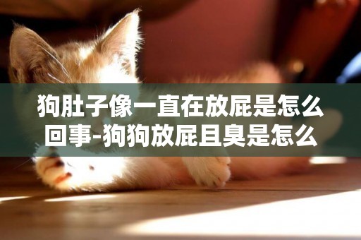 狗肚子像一直在放屁是怎么回事-狗狗放屁且臭是怎么回事