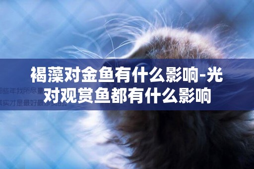 褐藻對金魚有什么影響-光對觀賞魚都有什么影響