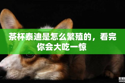 茶杯泰迪是怎么繁殖的，看完你會大吃一驚 