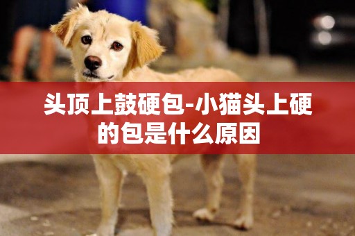 頭頂上鼓硬包-小貓頭上硬的包是什么原因