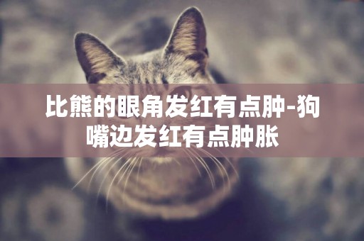 比熊的眼角發紅有點腫-狗嘴邊發紅有點腫脹