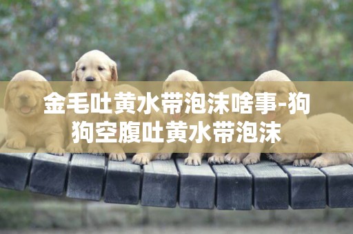 金毛吐黃水帶泡沫啥事-狗狗空腹吐黃水帶泡沫