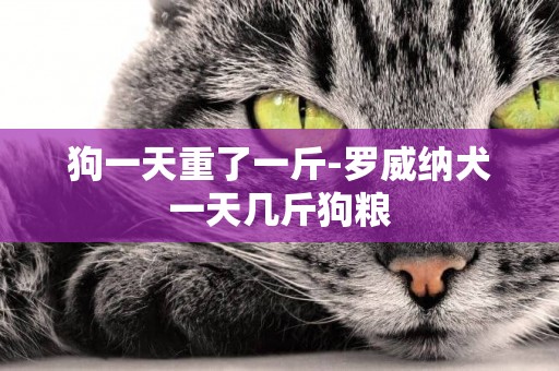 狗一天重了一斤-羅威納犬一天幾斤狗糧