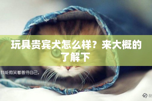 玩具貴賓犬怎么樣？來大概的了解下 