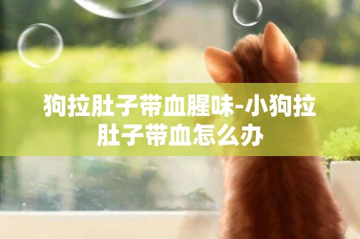狗拉肚子帶血腥味-小狗拉肚子帶血怎么辦