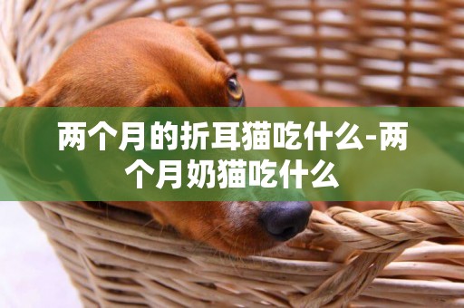 兩個月的折耳貓吃什么-兩個月奶貓吃什么