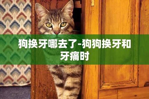 狗換牙哪去了-狗狗換牙和牙痛時