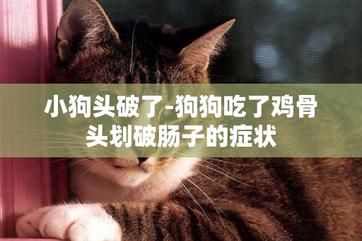 小狗頭破了-狗狗吃了雞骨頭劃破腸子的癥狀