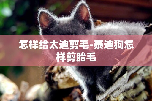 怎樣給太迪剪毛-泰迪狗怎樣剪胎毛