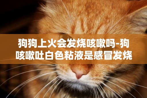 狗狗上火會發燒咳嗽嗎-狗咳嗽吐白色粘液是感冒發燒嗎