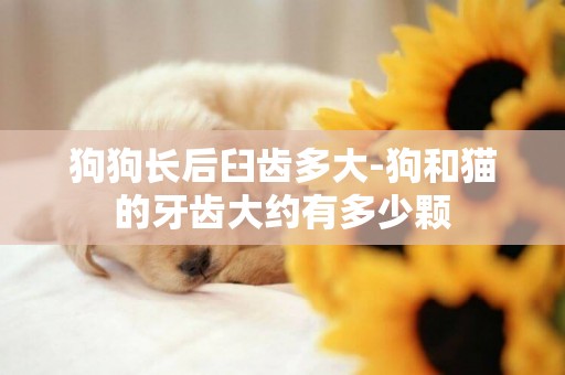 狗狗長后臼齒多大-狗和貓的牙齒大約有多少顆