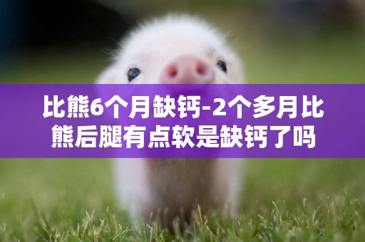 比熊6個月缺鈣-2個多月比熊后腿有點軟是缺鈣了嗎