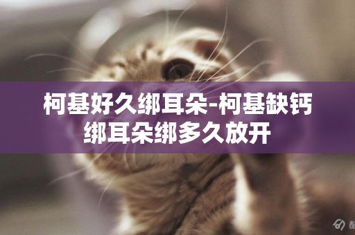 柯基好久綁耳朵-柯基缺鈣綁耳朵綁多久放開