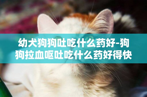 幼犬狗狗吐吃什么藥好-狗狗拉血嘔吐吃什么藥好得快