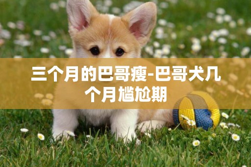 三個月的巴哥瘦-巴哥犬幾個月尷尬期
