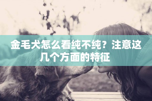 金毛犬怎么看純不純？注意這幾個方面的特征 