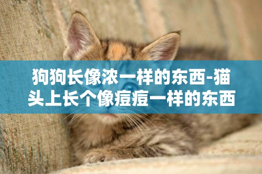 狗狗長像濃一樣的東西-貓頭上長個像痘痘一樣的東西