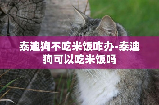 泰迪狗不吃米飯咋辦-泰迪狗可以吃米飯嗎