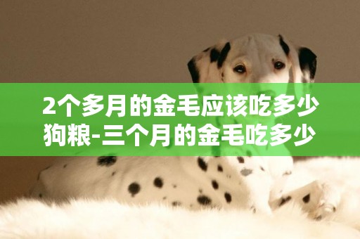 2個多月的金毛應該吃多少狗糧-三個月的金毛吃多少狗糧
