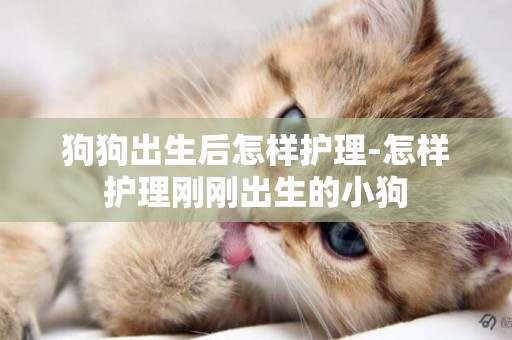 狗狗出生后怎樣護理-怎樣護理剛剛出生的小狗