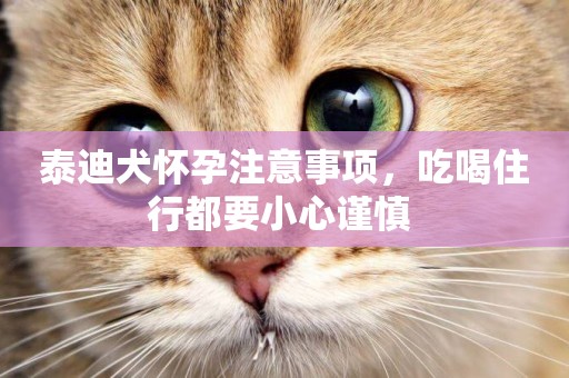 泰迪犬懷孕注意事項，吃喝住行都要小心謹慎 