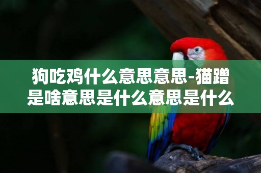 狗吃雞什么意思意思-貓蹭是啥意思是什么意思是什么意思