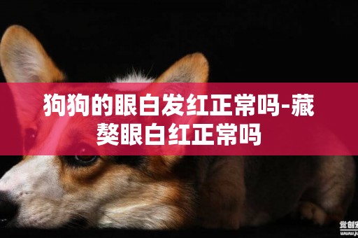 狗狗的眼白發紅正常嗎-藏獒眼白紅正常嗎