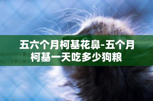 五六個月柯基花鼻-五個月柯基一天吃多少狗糧