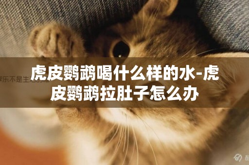 虎皮鸚鵡喝什么樣的水-虎皮鸚鵡拉肚子怎么辦