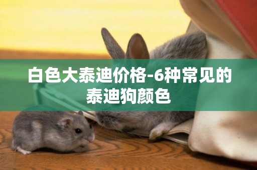 白色大泰迪價格-6種常見的泰迪狗顏色